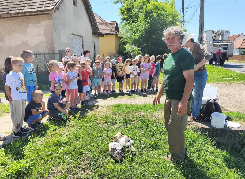 Gólyagyűrűzés